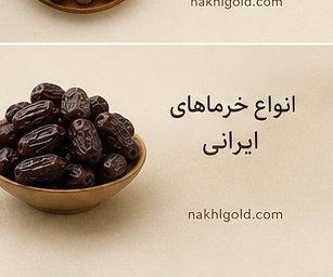 خرید خرما برحی تازه و صادراتی | مناسب بازارهای عربی